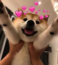 甄皮洲油菜花_湘江江心岛旅游_八卦洲网红打卡-